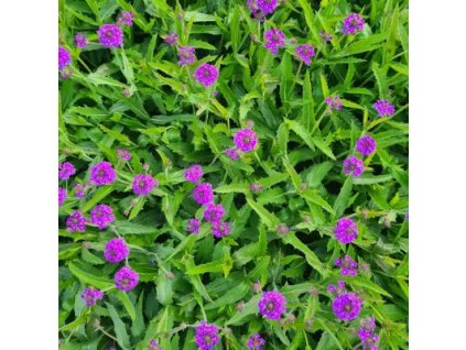 vyr 881 Verbena rigida Venosa