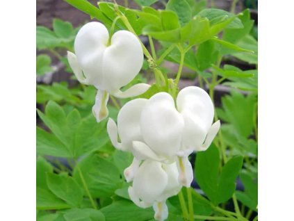 vyr 859 Dicentra spectabilis Alba