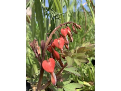 vyr 858 Dicentra spectabilis Valentine