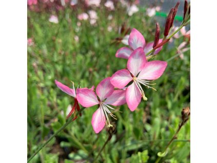 vyr 720 gaura gambit bicolor