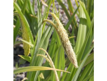vyr 586 carex pendula