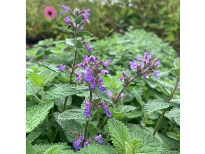 vyr 763 Nepeta racemosa