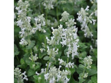 vyr 358 nepeta x faassenii alba