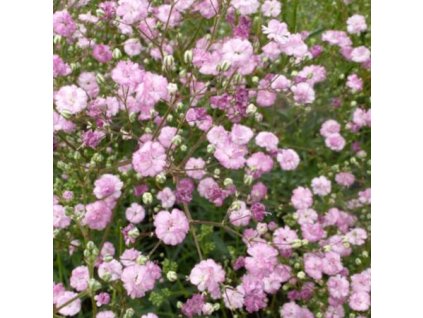 vyr 645 Gypsophila pan Flamingo