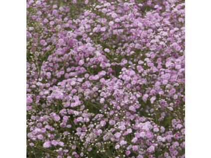 vyr 644 gypsophilla festival pink lady