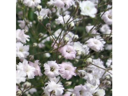 vyr 643 Gypsophila pan Rosa schleier