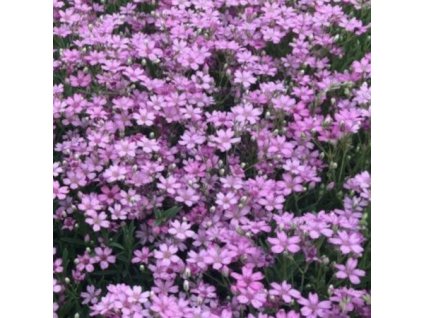 vyr 735 sater plazivy rosea