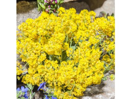 vyr 245 Alyssum montanum Berggold Tarice horska Berggold