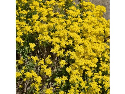 vyr 244 Alyssum saxatile Sulphureum Tarice skalni Sulphureum
