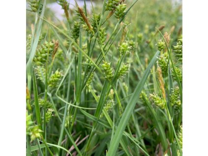 vyr 722 carexc flava