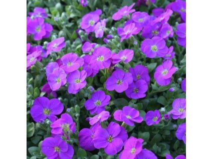 vyr 623 Aubrieta Glacier Blue
