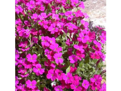 vyr 225 Aubrieta deltoidea Cascade Red1