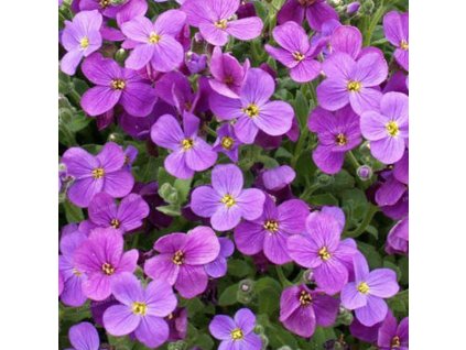 vyr 223 Aubrieta Glacier Violet