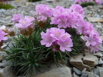 vyr 367 Armeria juniperifolia Brno Travnicka Brno