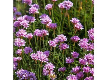 vyr 184 Armeria maritima Armada Rose travnicka