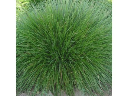 vyr 591 festuca ovina
