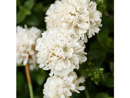 vyr 190 Armeria pseudarmeria Ballerina White Travnicka primorska Ballerina White