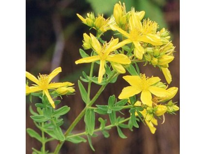 vyr 328 hypericum perforatum