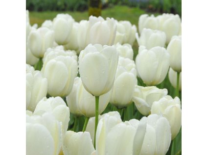 vyr 828 tulipa ivory floradale