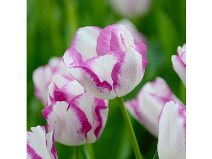 vyr 372 Tulipa Affaire