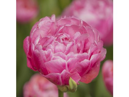 vyr 374 Tulipa Amazing Grace