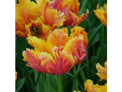 vyr 375 Tulipa Amazing Parrot