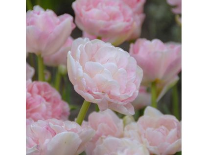 vyr 376 Tulipa Angelique