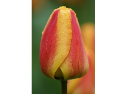 vyr 377 apeldoorn s elite 4