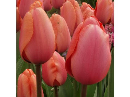 vyr 378 apricot impression1