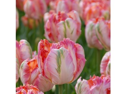 vyr 379 Tulipa Apricot Parrot