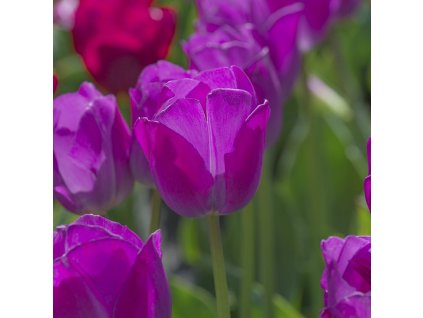 vyr 380 Tulipa Attila