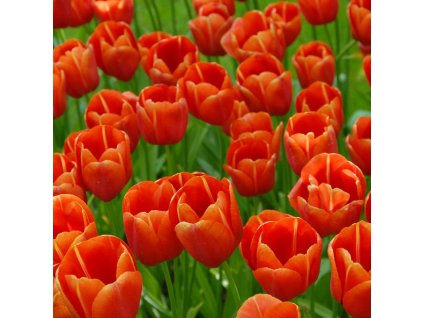 vyr 381 Tulipa Avignon