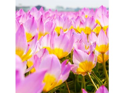 vyr 431 Tulipa bakeri Lilac Wonder