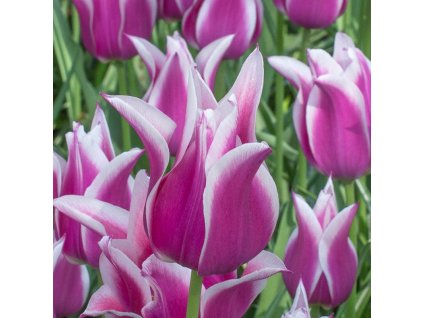 vyr 382 Tulipa Ballade