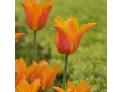 vyr 383 Tulipa Ballerina