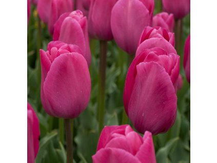 16093 571 vyr 385 Tulipa Barcelona