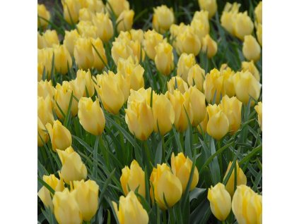 vyr 430 Tulipa batalinii Bright Gem