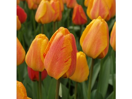 vyr 386 Tulipa Beauty of Apeldoorn