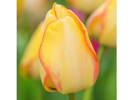 vyr 387 Beauty of Spring1