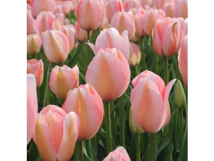 vyr 388 Tulipa Bella Blush