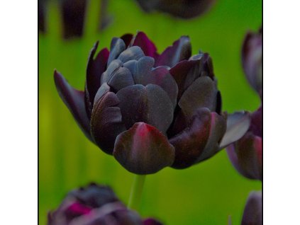 vyr 389 Tulipa Black Hero