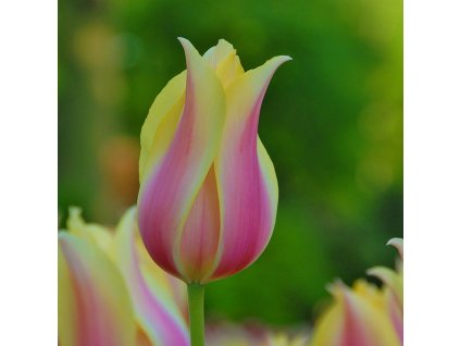 vyr 390 Tulipa Blushing Lady