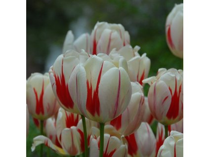 vyr 391 Tulipa Burning Heart