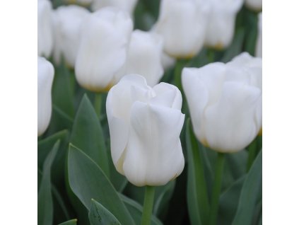 vyr 392 Tulipa Calgary