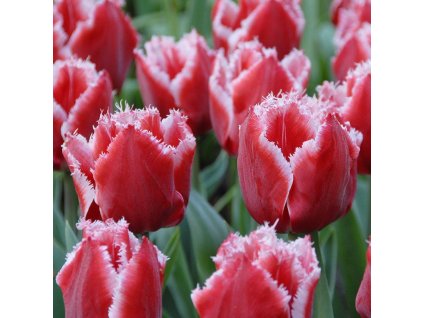 vyr 393 Tulipa Canasta