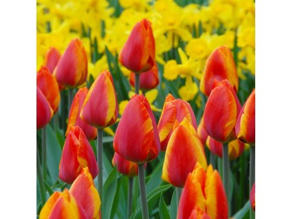 vyr 830 tulipa flair