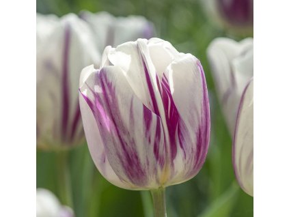 vyr 396 Tulipa Flaming Flag