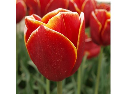 vyr 397 Tulipa Flying Dragon