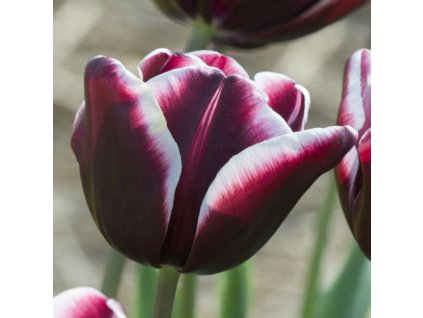vyr 398 Tulipa Fontainebleau