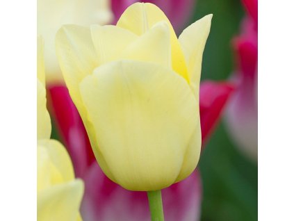 vyr 399 Tulipa Friendship